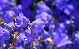 purple flowers in the field are beautiful