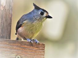 Bird Cute Close Up