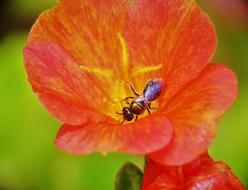 Insect Tiny Bee Rust And Yellow