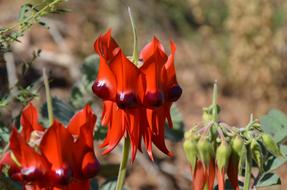 Sturt'S Desert Pea