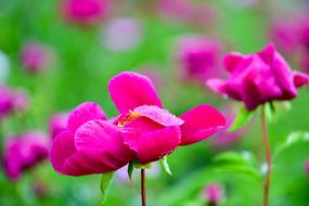 Flowers Peonies Plants