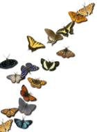 insects metamorphosis nature