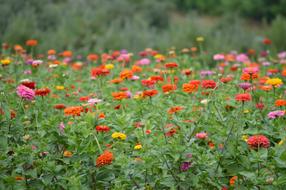 Flowers Flower Garden Nature