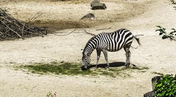 grass eating zebra