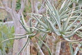 Agave Cactus Succulent