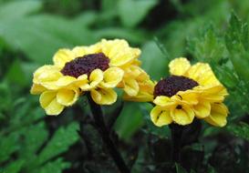 Yellow Flowers Garden