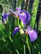 a beautiful crocus in the grass