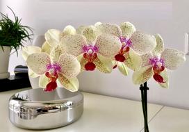Orchid Flower Plant