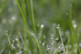 Grass Waterdrop Autumn