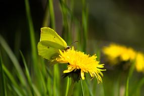 Spring Butterfly Gonepteryx Rhamni