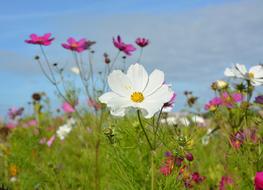 Flowers White Flower Corner Rustic
