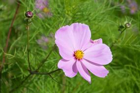 Pink Flower Nature Garden Green