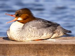 Merganser Water Bird