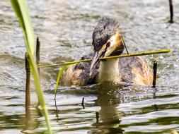 Great Crested Grebe Divers Water