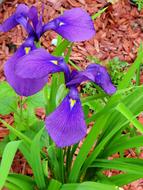 Lily Iris Bed