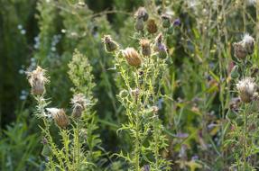 Thistles Meadow Nature