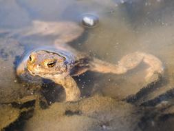 Common Toad Amphibians