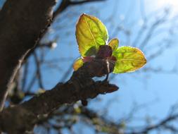 Spring Leaves Nature