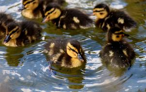 Mallards Chicks Baby
