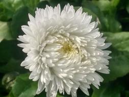 Flower White Green