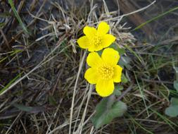 Kaczeniec The Prince Of Swamp flower