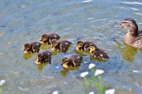 Chicks Ducklings Duck Water