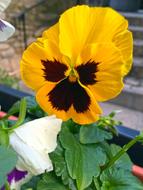 Yellow Flower Petunia