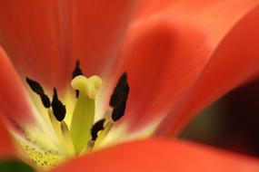 Tulip Flower Spring Flowers