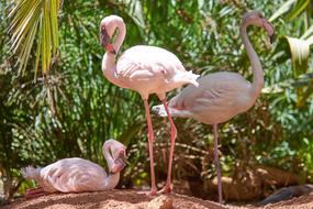 pink flamingos in the grass