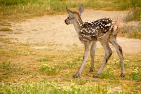 a deer in spots in a field