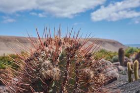 long thorns on a desert cactus.