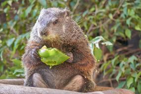cute beaver eats fruit