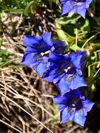 blue Gentian Blossom flower