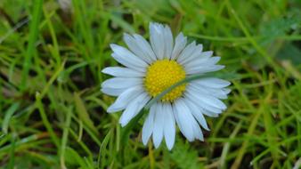 Flower Daisy Spring Small