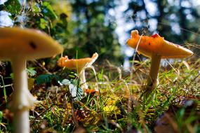 The mushrooms in the forest are beautiful