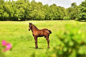 Horse Foal Pasture