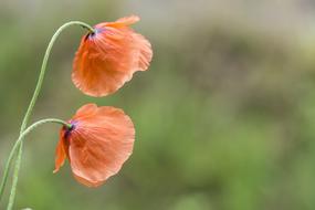 Poppy Flower Tar Red