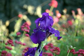 The purple flower in the garden smells