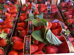 Sweet strawberries in baskets