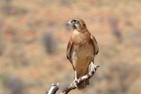 Brown Falcon Bird