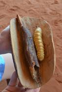 exotic australian dish