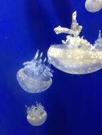 Jellyfish Aquarium Blue
