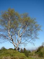 tree tall in the blue sky