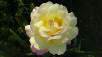 Rose Yellow