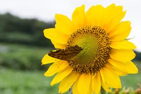 a butterfly on a sunflower in a field