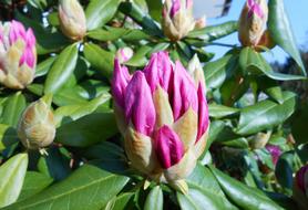 Rhododendron Bud Blossom