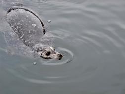 Seal Mammal in Water