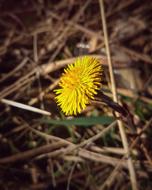 Flower Blossom Bloom