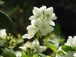 white beautiful gorgeous flower