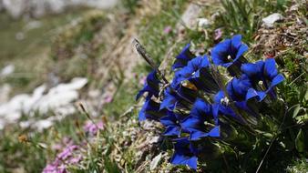 Blue Alpine Flower